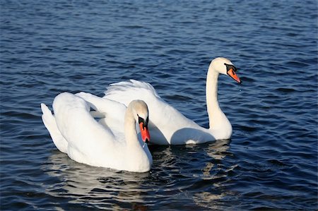 simsearch:400-08115863,k - Graceful couple of white swans on a water of lake Photographie de stock - Aubaine LD & Abonnement, Code: 400-04523532
