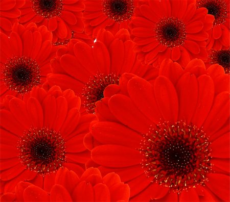 simsearch:400-04010093,k - background formed by several red gerbera flowers Foto de stock - Super Valor sin royalties y Suscripción, Código: 400-04523599