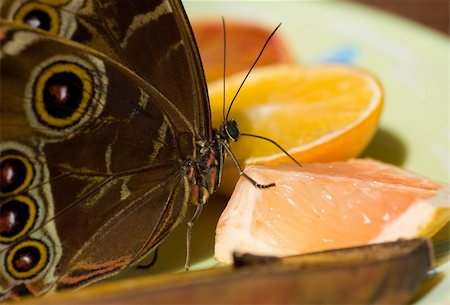 a macro shot of a utterfly feeding on citrus fruit Stock Photo - Budget Royalty-Free & Subscription, Code: 400-04523627