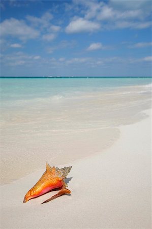 seashell photo concept - One of a large series. Tropical conch on a beautiful beach. Stock Photo - Budget Royalty-Free & Subscription, Code: 400-04523730