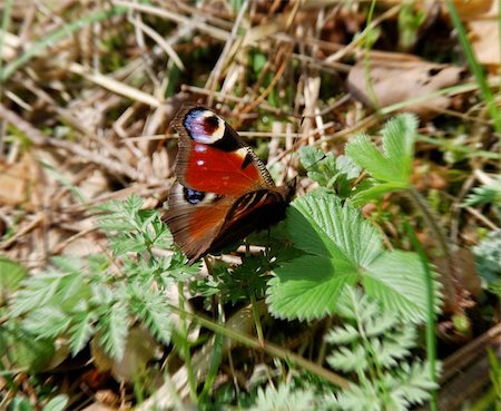 Butterfly sitting on the ground Stockbilder - Microstock & Abonnement, Bildnummer: 400-04523858