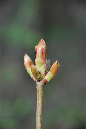 First messengers of the spring, buds are bursting Stockbilder - Microstock & Abonnement, Bildnummer: 400-04523853