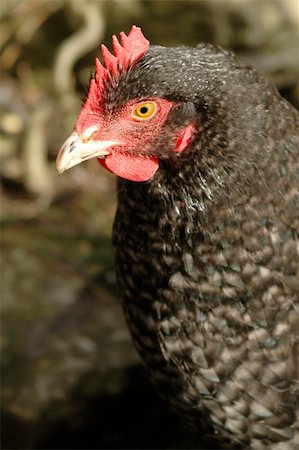 simsearch:400-04375681,k - close-up of a free-range chicken Photographie de stock - Aubaine LD & Abonnement, Code: 400-04523885
