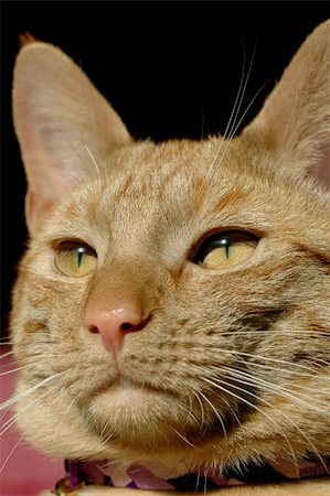 simsearch:649-07065141,k - handsome red tabby cat close-up portrait Stock Photo - Budget Royalty-Free & Subscription, Code: 400-04523894