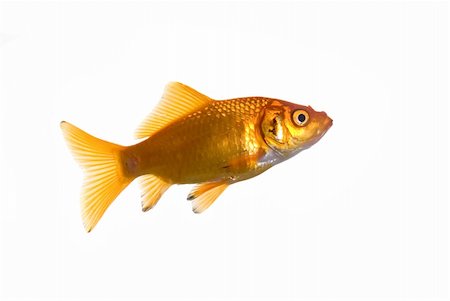 goldfish, isolated over white Foto de stock - Royalty-Free Super Valor e Assinatura, Número: 400-04523931