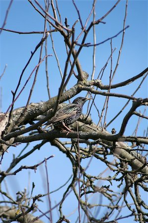 simsearch:400-06430581,k - Starling on a branch of a tree close up Photographie de stock - Aubaine LD & Abonnement, Code: 400-04523954