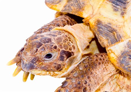 Kopf und Gesicht einer Schildkröte - Testudo Horsfieldi - auf dem weißen Hintergrund - hautnah Stockbilder - Microstock & Abonnement, Bildnummer: 400-04534313