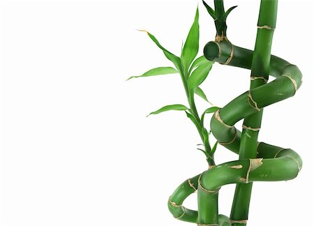 close-up of lucky bamboo on white background Stock Photo - Budget Royalty-Free & Subscription, Code: 400-04534547