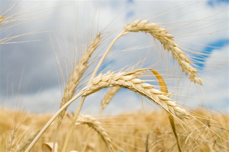 simsearch:400-05699446,k - ear of wheat with dark blue sky on a background Stock Photo - Budget Royalty-Free & Subscription, Code: 400-04534971