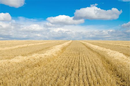 swathing - to gather in the harvest, south Ukraine Stock Photo - Budget Royalty-Free & Subscription, Code: 400-04534991