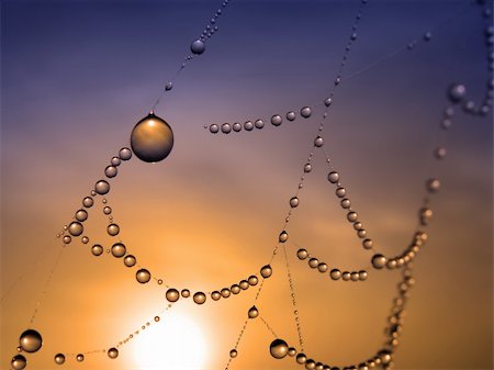 simsearch:400-07570299,k - close up of a spider web with dew drops Stock Photo - Budget Royalty-Free & Subscription, Code: 400-04535213