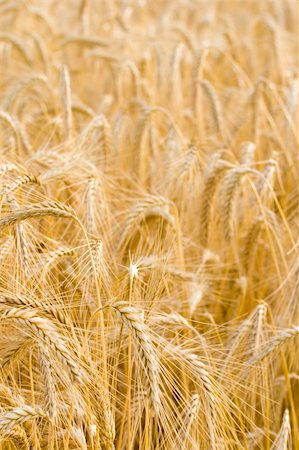 dried crop field - Close up of a field of wheat stalks. Foto de stock - Super Valor sin royalties y Suscripción, Código: 400-04535299