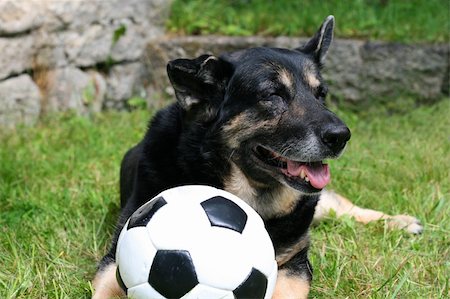 a dog playing with a ball ouside on the lawn Foto de stock - Royalty-Free Super Valor e Assinatura, Número: 400-04535676