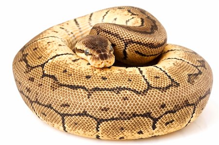 pythonschlange - Ball Python (Python regius) on white background. Stockbilder - Microstock & Abonnement, Bildnummer: 400-04536119