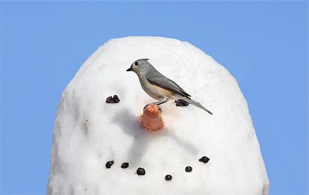 simsearch:400-04553192,k - Tufted Titmouse (baeolophus bicolor) on a snowman Foto de stock - Super Valor sin royalties y Suscripción, Código: 400-04536111