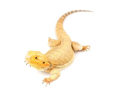 Bearded Dragon (Pogona vitticeps) on white background. Stockbilder - Microstock & Abonnement, Bildnummer: 400-04536124