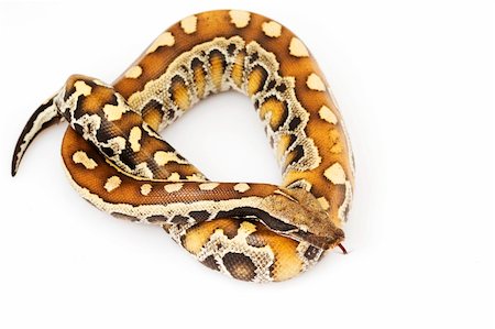 pythonschlange - Blood Python (Python curtus) on white background. Stockbilder - Microstock & Abonnement, Bildnummer: 400-04536125