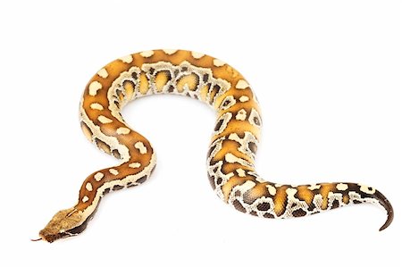 pythonschlange - Blood Python (Python curtus) on white background. Stockbilder - Microstock & Abonnement, Bildnummer: 400-04536127