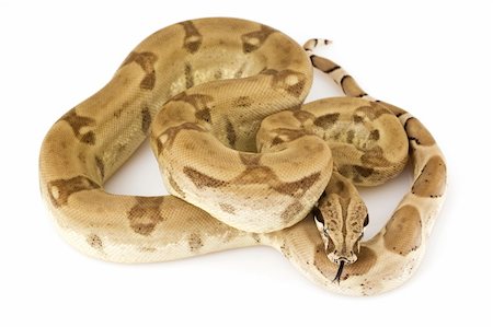 Boa Constrictor Photographie de stock - Aubaine LD & Abonnement, Code: 400-04536132