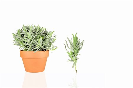 Lavender herb growing in a terracotta pot with a specimen sprig, over white background. (lavandula angustifolia vera Stock Photo - Budget Royalty-Free & Subscription, Code: 400-04536298