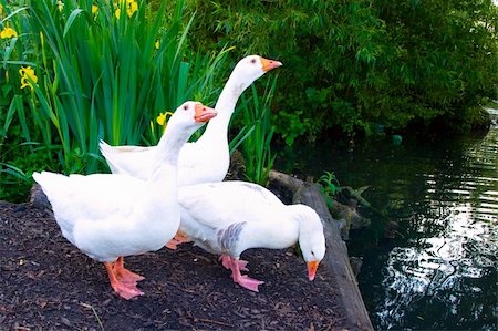 simsearch:400-04266223,k - Pure White Geese With orange Beak Looking for Food Stock Photo - Budget Royalty-Free & Subscription, Code: 400-04536290