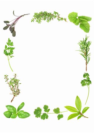 simsearch:400-04052014,k - Herb leaf selection forming a frame of fresh organic basil, silver thyme, flat leaved parsley, purple sage, common thyme, lemon balm, rosemary, curly parsley, bay and  coriander. Starting bottom left in clockwise order. Over white background. Stockbilder - Microstock & Abonnement, Bildnummer: 400-04536293