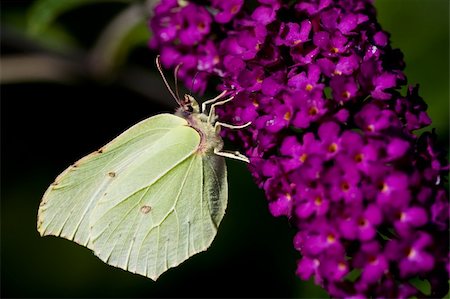 simsearch:400-07674888,k - Brimestone Butterfly -  Gonepteryx  rhamni  on a purple summer lilac - buddleja davidii Foto de stock - Super Valor sin royalties y Suscripción, Código: 400-04536600