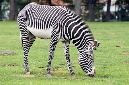 zebra horse in the park Foto de stock - Super Valor sin royalties y Suscripción, Código: 400-04536792