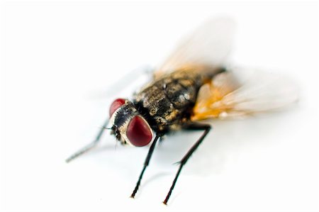 simsearch:400-07680450,k - close up of a fly isolated on white Foto de stock - Super Valor sin royalties y Suscripción, Código: 400-04537099