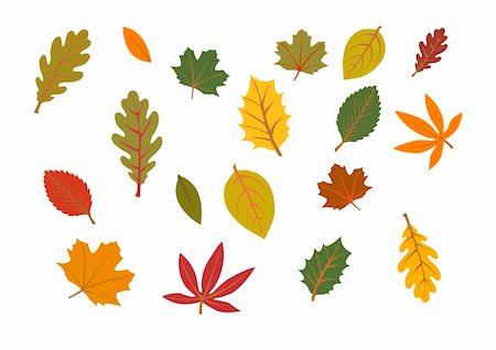 autumn leaves isolated on white background Stock Photo - Budget Royalty-Free & Subscription, Code: 400-04537113
