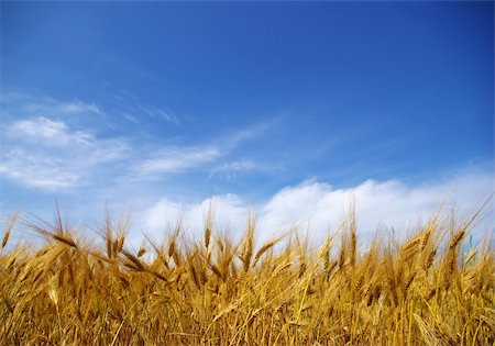 simsearch:400-06760836,k - Wheat ears against the blue  sky Photographie de stock - Aubaine LD & Abonnement, Code: 400-04537126