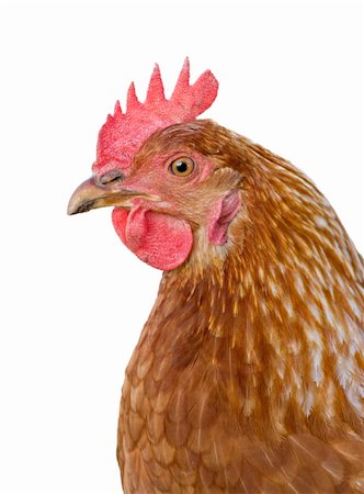 simsearch:400-04375681,k - great closeup image of a hen on white background Photographie de stock - Aubaine LD & Abonnement, Code: 400-04537164