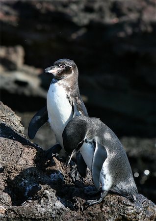 Two penguins resting on the rocks in the galapagos islands of ecuador Stock Photo - Budget Royalty-Free & Subscription, Code: 400-04537256