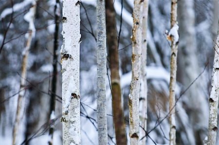 simsearch:400-03985276,k - Natural background of tree trunks in winter Foto de stock - Super Valor sin royalties y Suscripción, Código: 400-04537257