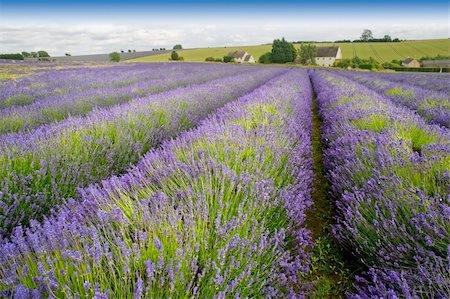 davidmartyn (artist) - england gloucestershire the cotswolds snowshill lavender farm lavender fields Photographie de stock - Aubaine LD & Abonnement, Code: 400-04537352