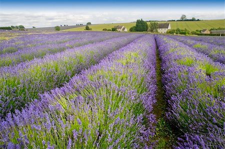 davidmartyn (artist) - england gloucestershire the cotswolds snowshill lavender farm lavender fields Foto de stock - Super Valor sin royalties y Suscripción, Código: 400-04537352