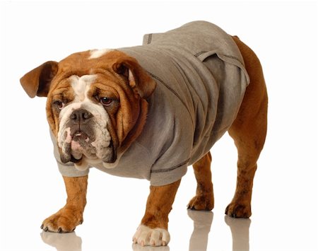 simsearch:400-04575931,k - english bulldog wearing workout gear ready to start training Photographie de stock - Aubaine LD & Abonnement, Code: 400-04537600