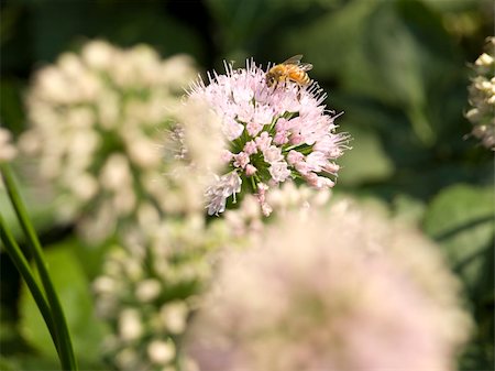 simsearch:400-04867397,k - A bee collecting pollen from a flower. Fotografie stock - Microstock e Abbonamento, Codice: 400-04537615