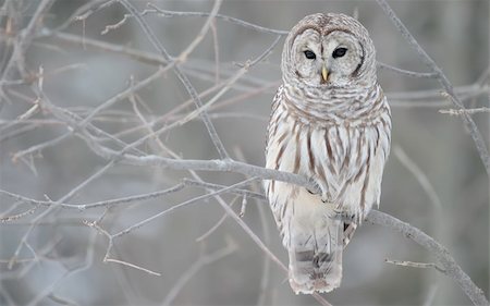 a barred white owl looking,  enjoying the winters. Stock Photo - Budget Royalty-Free & Subscription, Code: 400-04537672