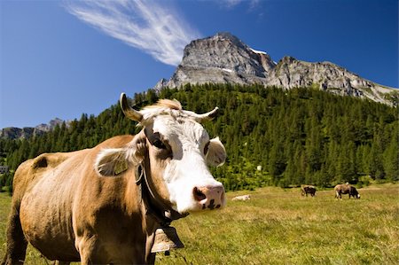 Cow in Alpe Veglia italian natural park and Monte Leone in background, Piemonte, Italy Stock Photo - Budget Royalty-Free & Subscription, Code: 400-04537905