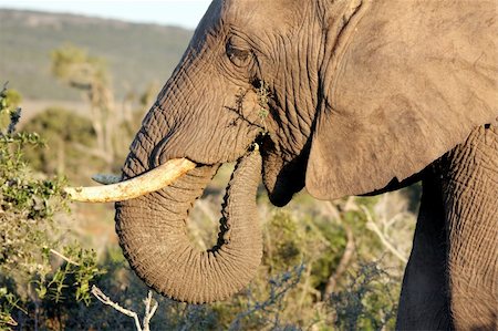 elephant eat leaf - African elephant putting food into it's mouth with it's trunk Stock Photo - Budget Royalty-Free & Subscription, Code: 400-04537951