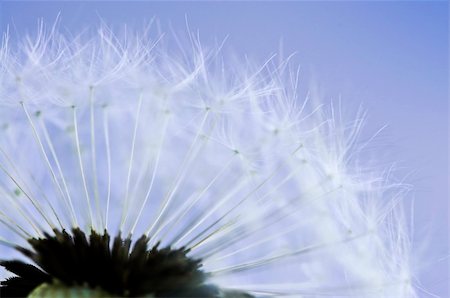simsearch:700-01993307,k - Macro of dandelion seeds on blue sky background Stock Photo - Budget Royalty-Free & Subscription, Code: 400-04538145