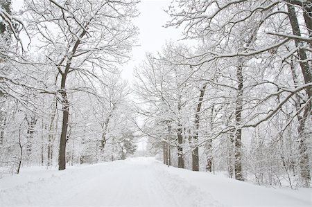 simsearch:400-04800962,k - A path between trees covered with snow Stockbilder - Microstock & Abonnement, Bildnummer: 400-04538353