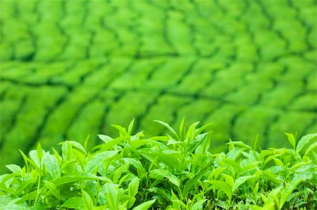 simsearch:400-06921179,k - Tea Leaf with Plantation in the Background (Morning) Fotografie stock - Microstock e Abbonamento, Codice: 400-04538490