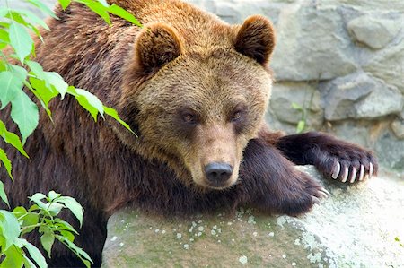 simsearch:400-07087733,k - Brown bear in zoo Foto de stock - Royalty-Free Super Valor e Assinatura, Número: 400-04538685