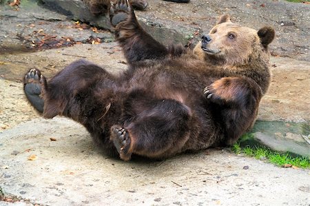 simsearch:400-07087733,k - Brown bear in zoo Foto de stock - Royalty-Free Super Valor e Assinatura, Número: 400-04538686