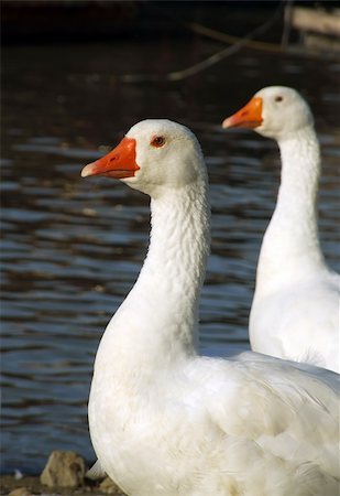 simsearch:400-06478318,k - Couple of geese standing near the river Photographie de stock - Aubaine LD & Abonnement, Code: 400-04538735
