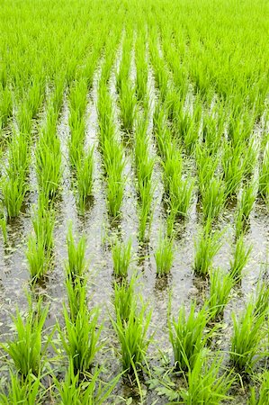 simsearch:400-05165704,k - Green rice fields in early stage Foto de stock - Super Valor sin royalties y Suscripción, Código: 400-04538827