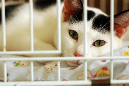 bored cat in the cage, be kind to all living cratures. Stock Photo - Budget Royalty-Free & Subscription, Code: 400-04538880