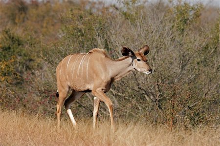 simsearch:400-04939064,k - Kudu antelope, (Tragelaphus strepsiceros), Kruger National Park, South Africa Foto de stock - Super Valor sin royalties y Suscripción, Código: 400-04538928
